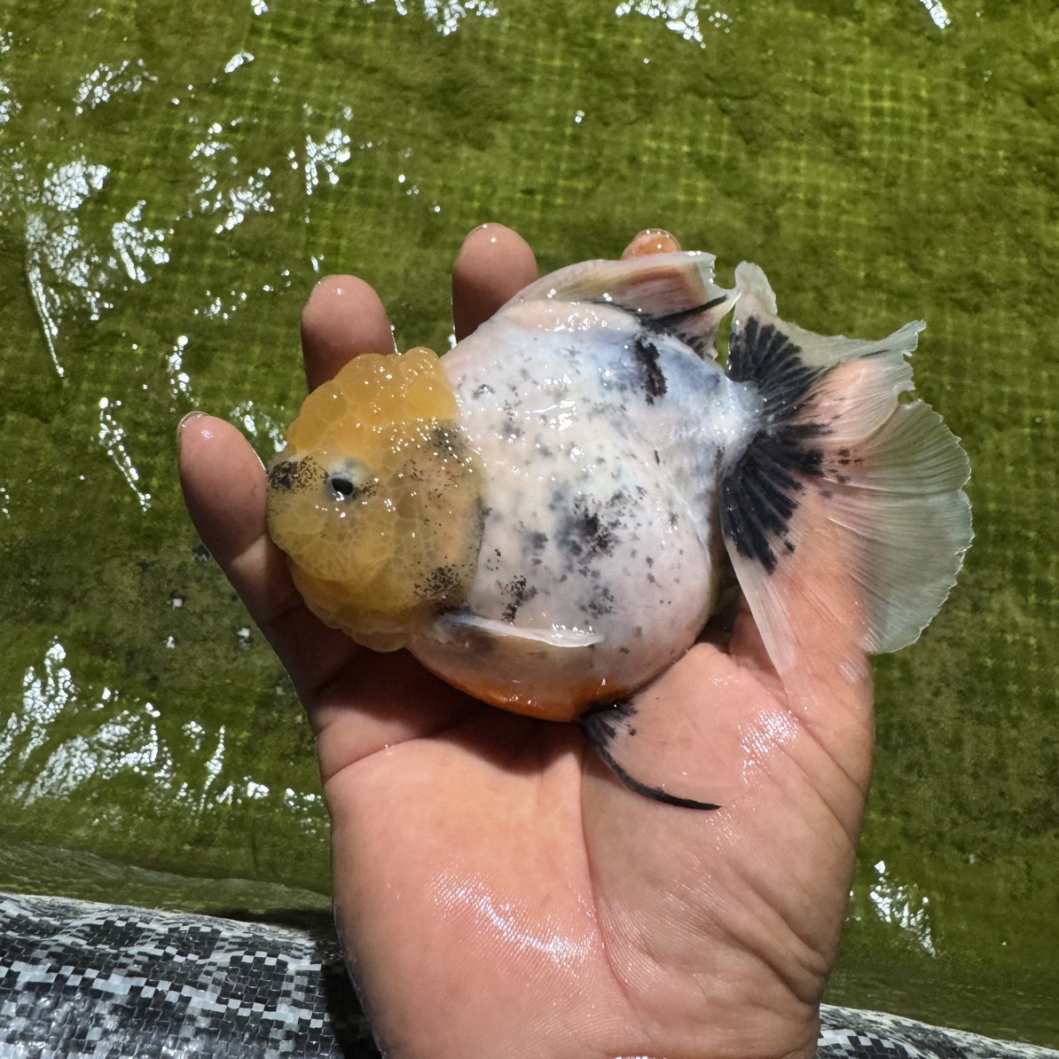 泰狮兰寿金鱼冷水淡水观赏鱼好养耐活招财宠物鱼