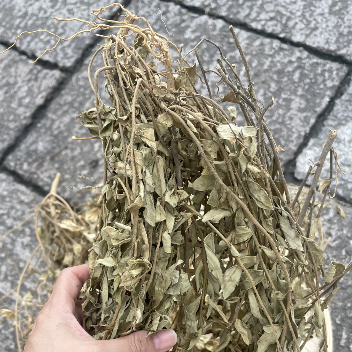 紫背金牛草 广东深山紫背金牛 晒干宝宝去疳积