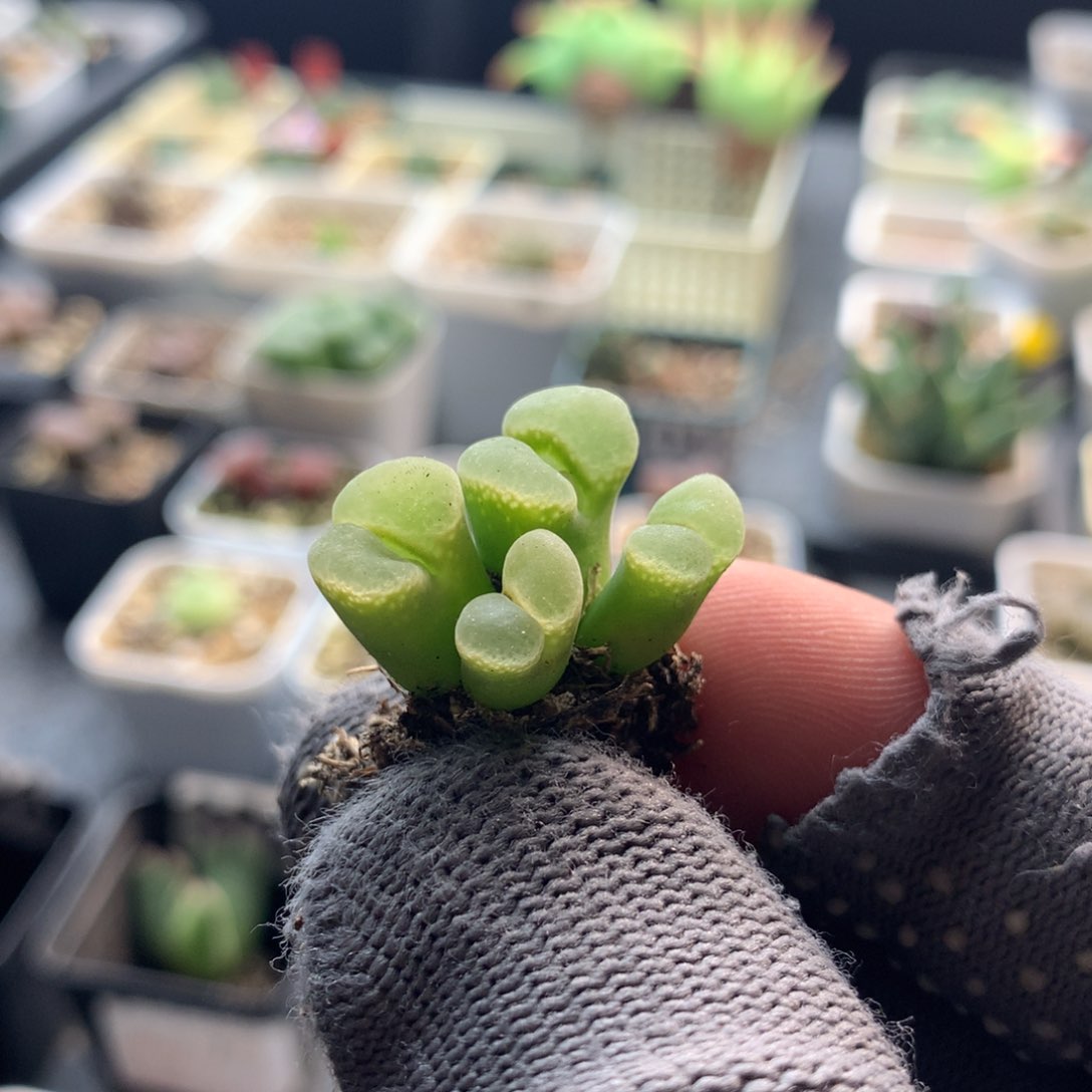 310粉樱风铃母本