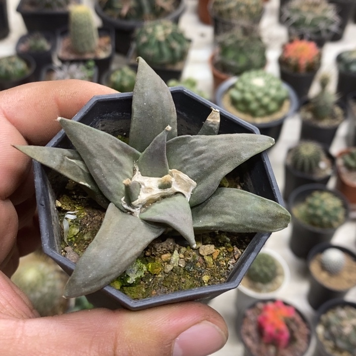 大号岩牡丹特价福利