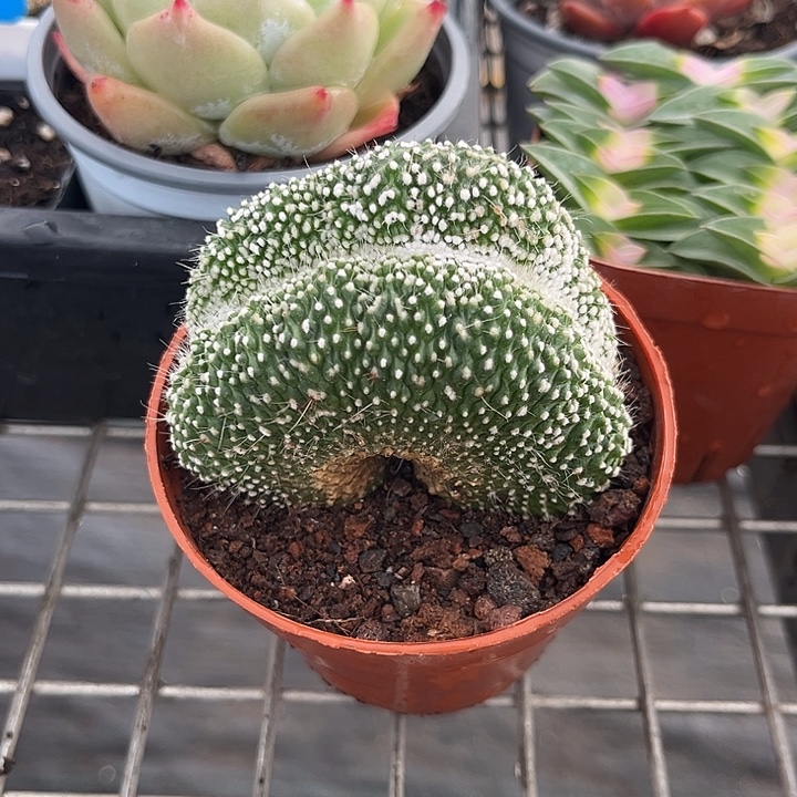 我也不知道我为什么要这样