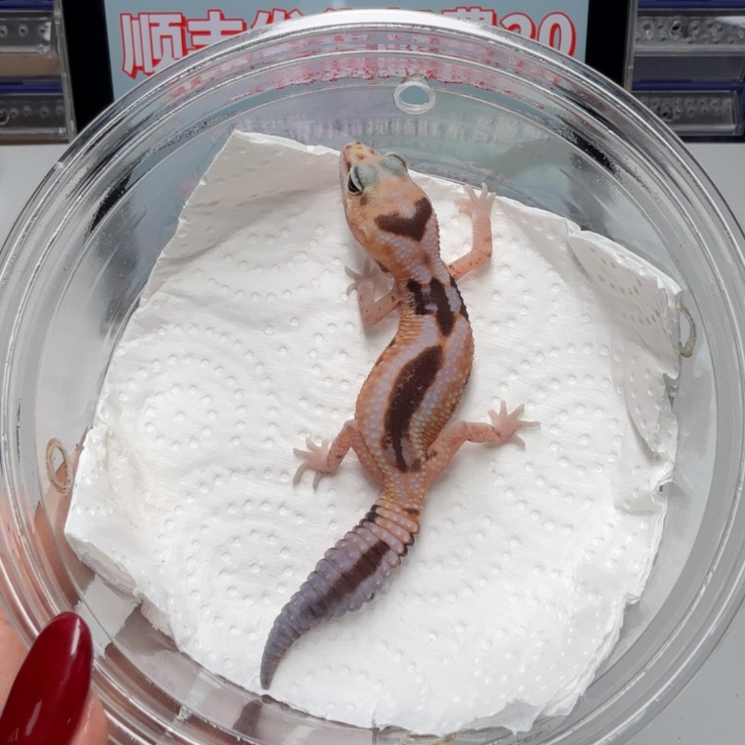 肥尾守宫奶牛祖鲁妹妹