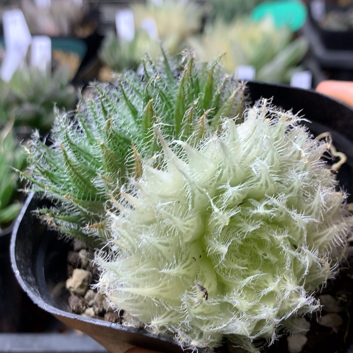 151号原始种一物一拍