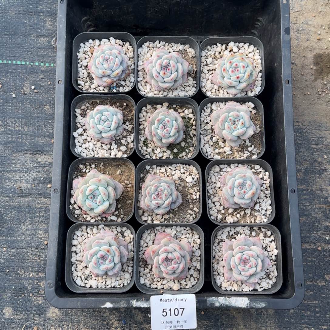 特5107小脸星影单头3到4厘米12颗一组脱土发