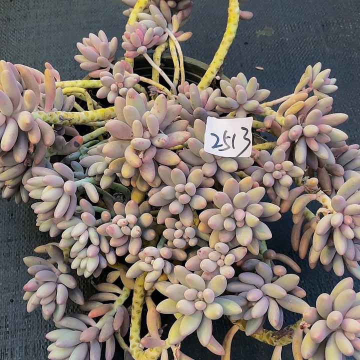 小*粉色恋人2513