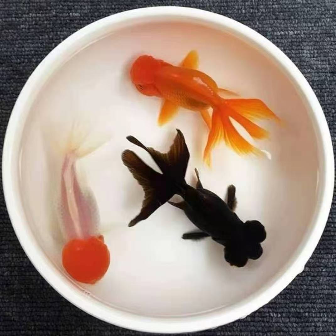 5号【红狮鸿运龙睛小金鱼随机发5条】冷水观赏鱼 包邮