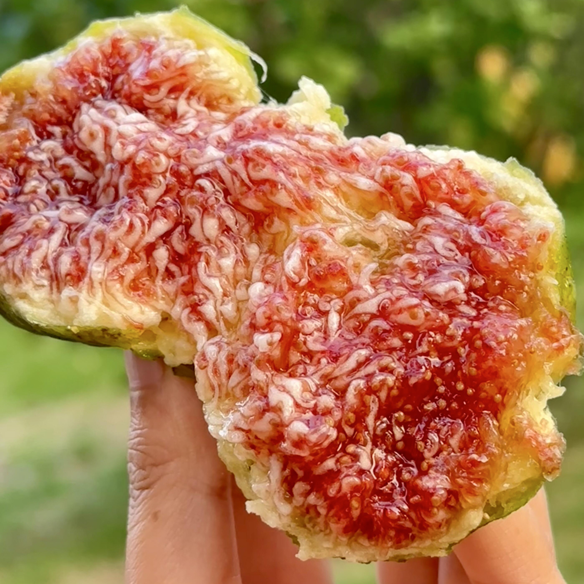 林（青皮）地苗无花果树苗阳台盆栽庭院地栽当年结果