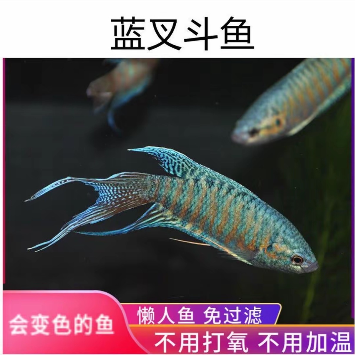 【渔场精选】蓝叉斗鱼小型淡水冷水观赏鱼耐活免打氧适合新手养殖
