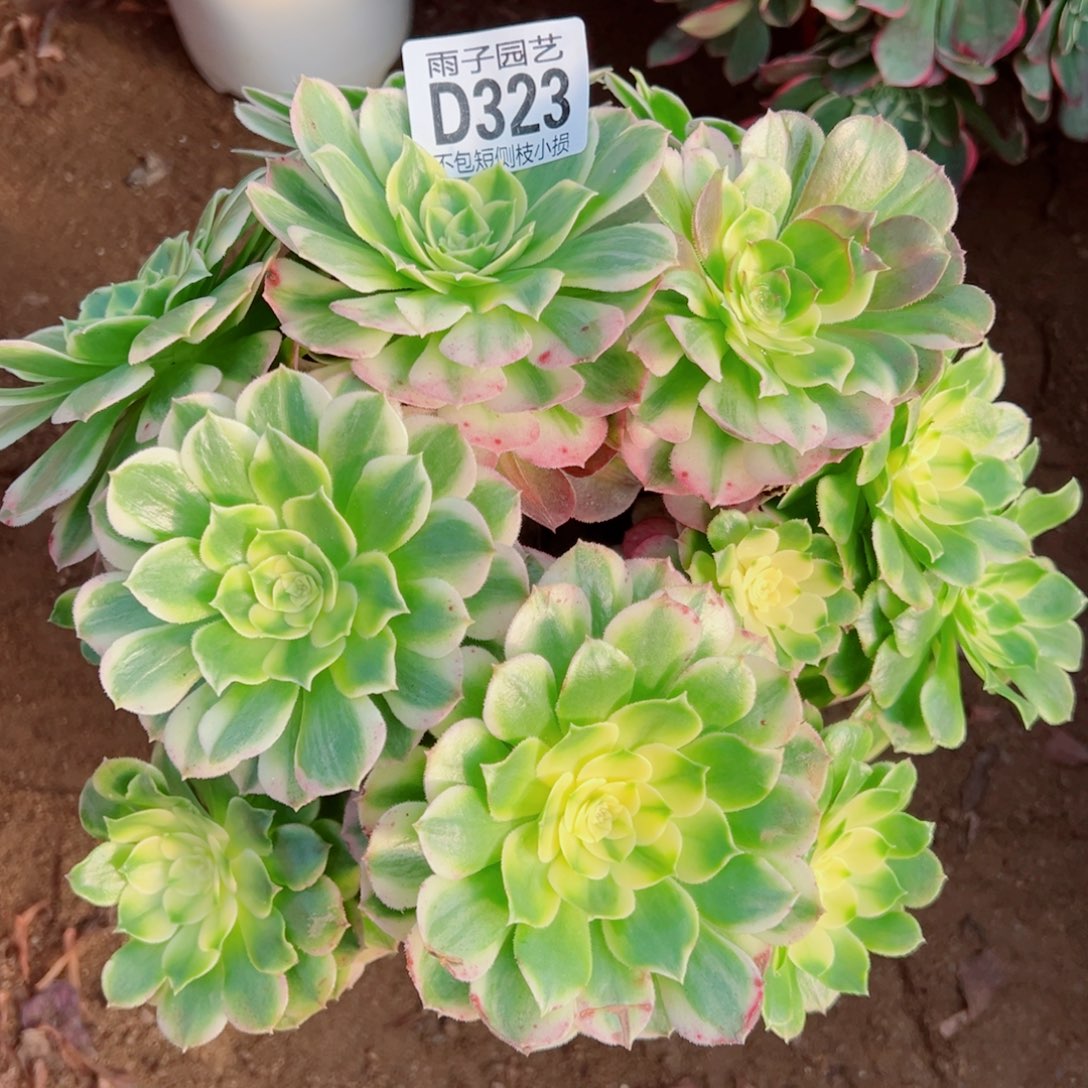 323海王雨子多肉植物