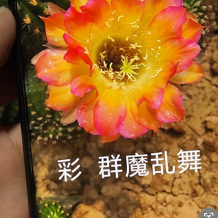 彩 群魔乱舞侧芽 歪 满20包邮5公分以上