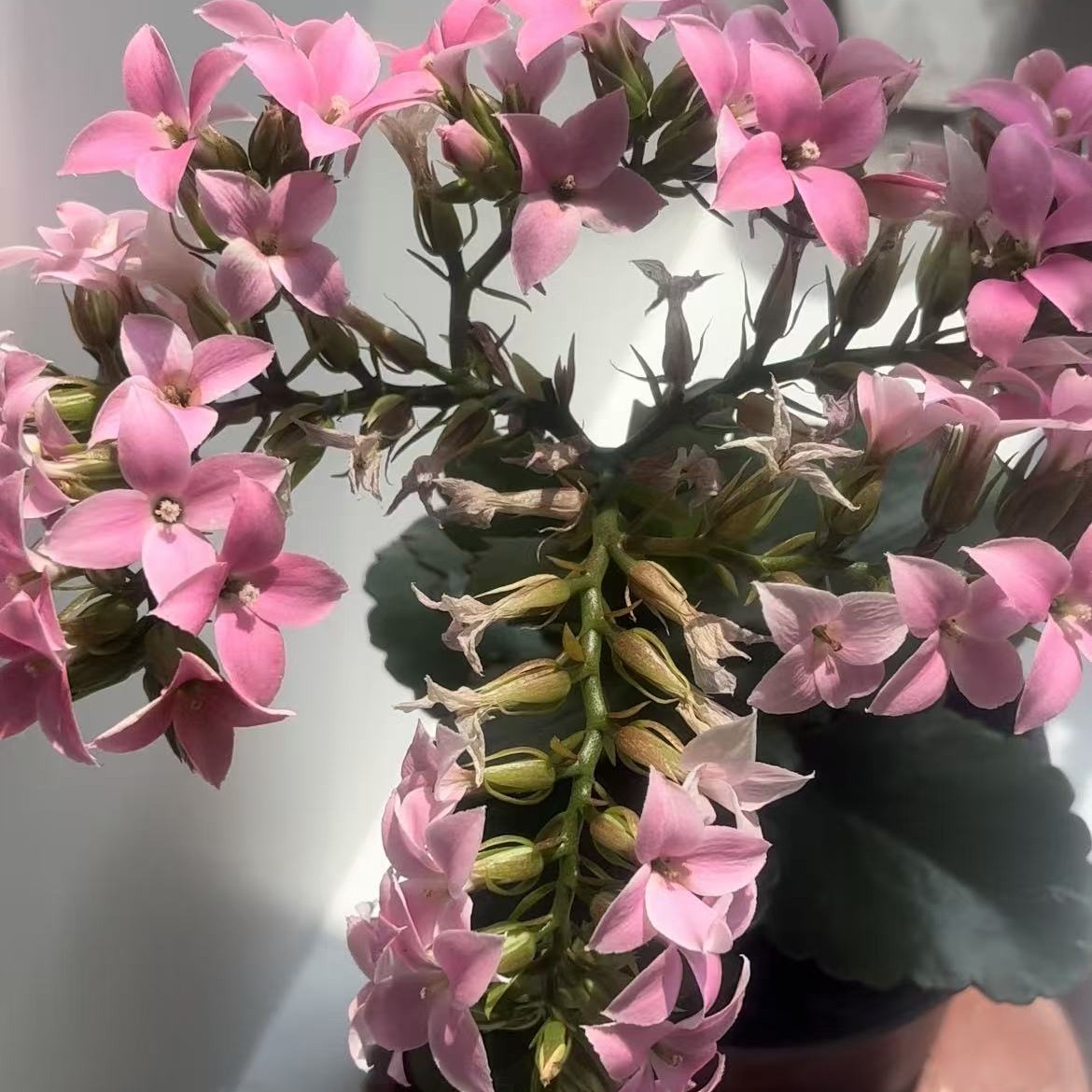 粉色凤尾稀有品种