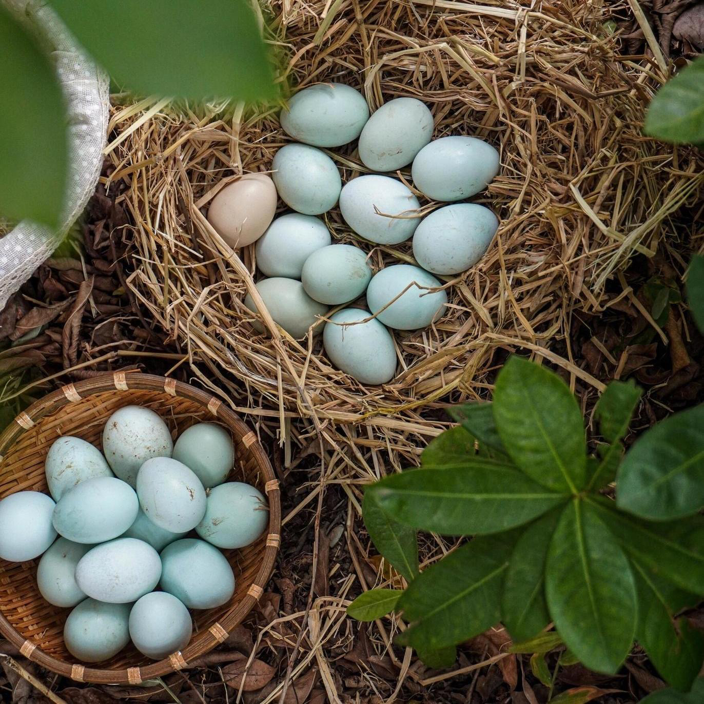 农家现捡散养绿壳鸡蛋新鲜美味营养丰富土鸡蛋