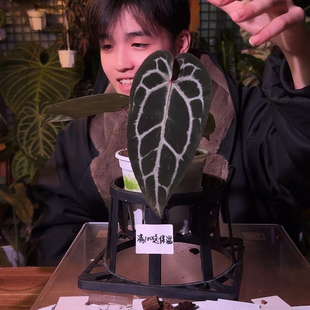 不开花植物G216米歇尔杂银骑士