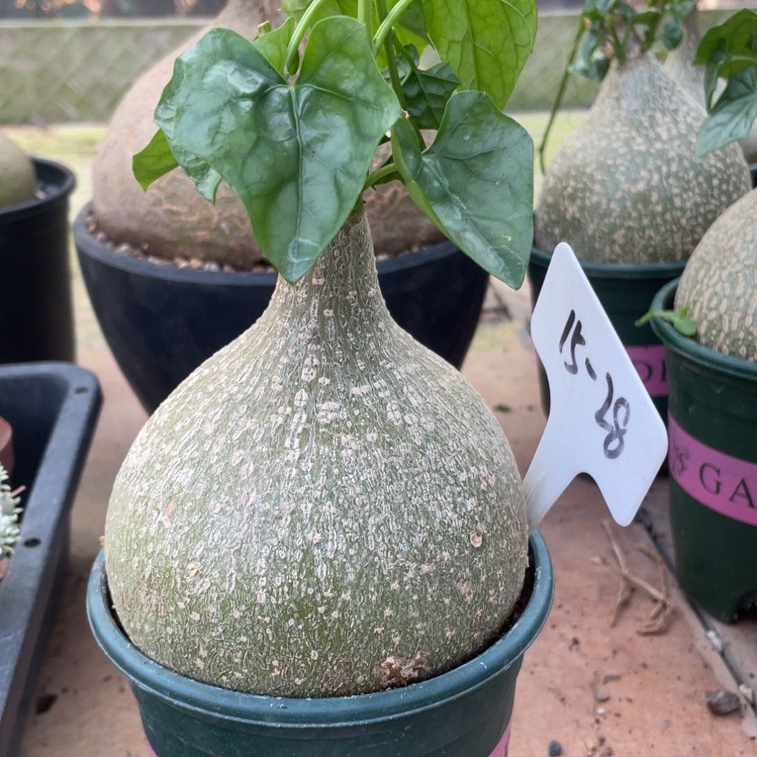 实生，银叶睡布袋9.5公分