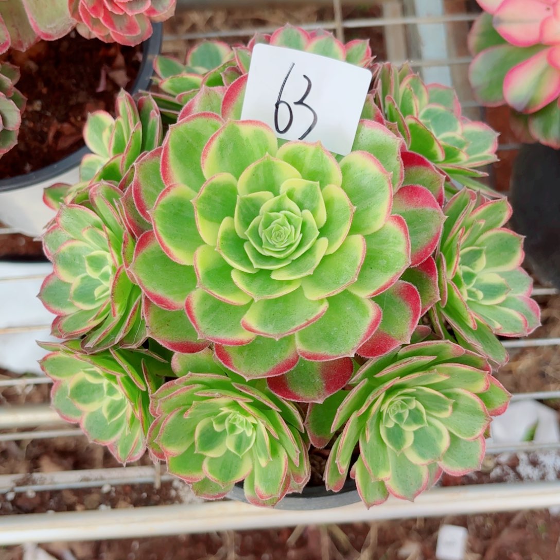 一物一拍多肉法师63（带盆）