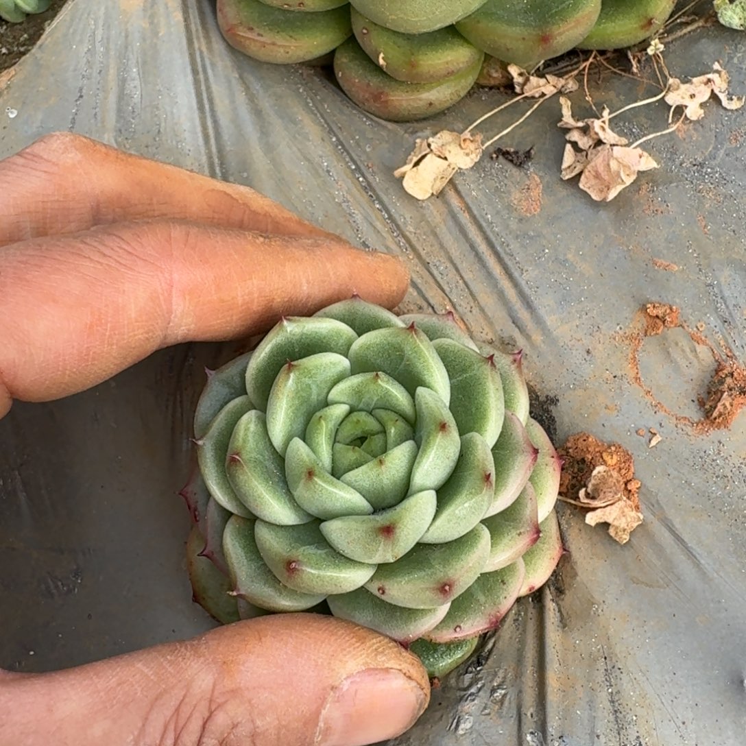 麦秆一颗一物一拍30-32