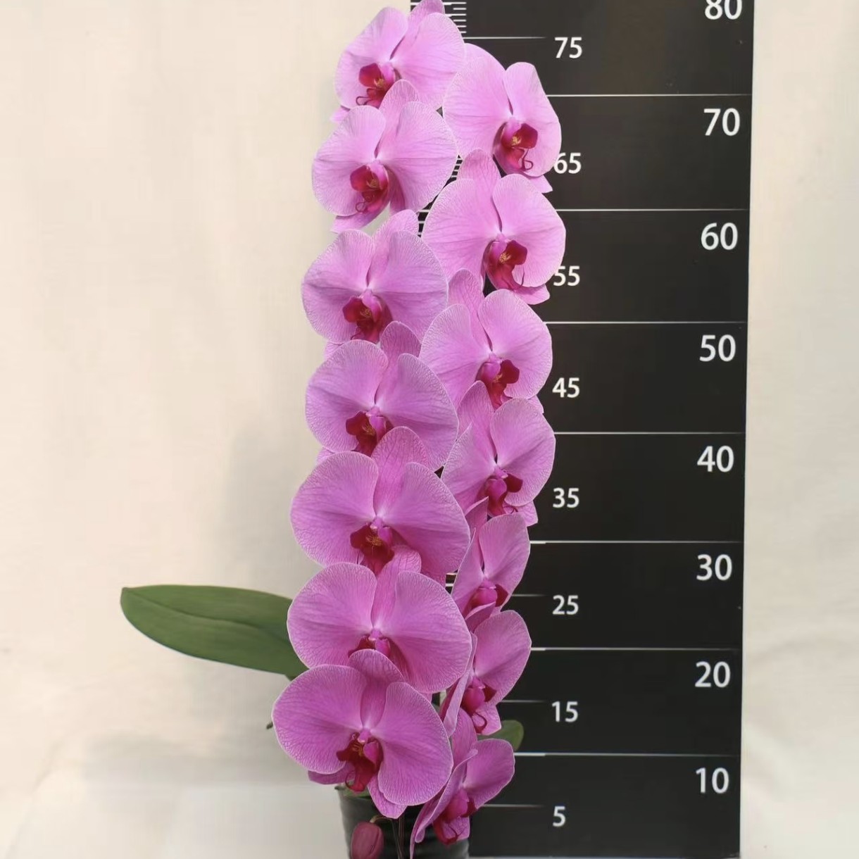 蝴蝶兰-超大粉苗抽梗3.5寸杯（无花 叶子大不好打包轻微叶伤不售后