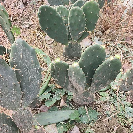 小***孬黄大刺两颗脱土发货