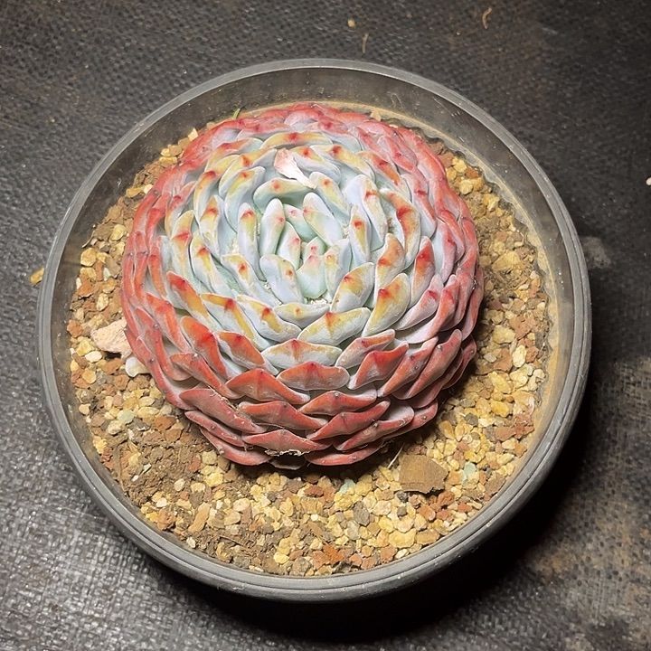 开***洋多肉植物橙子单头