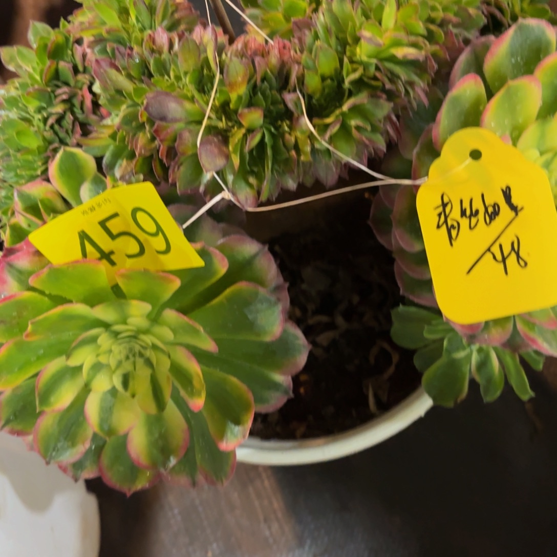 墨***汐哈哈多肉葡萄福利来459