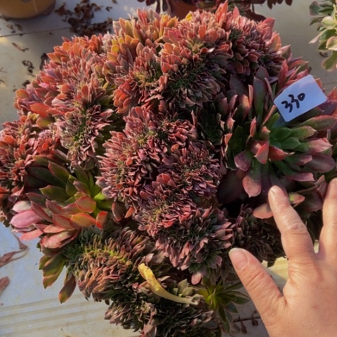 女王锦缀多肉植物330多肉