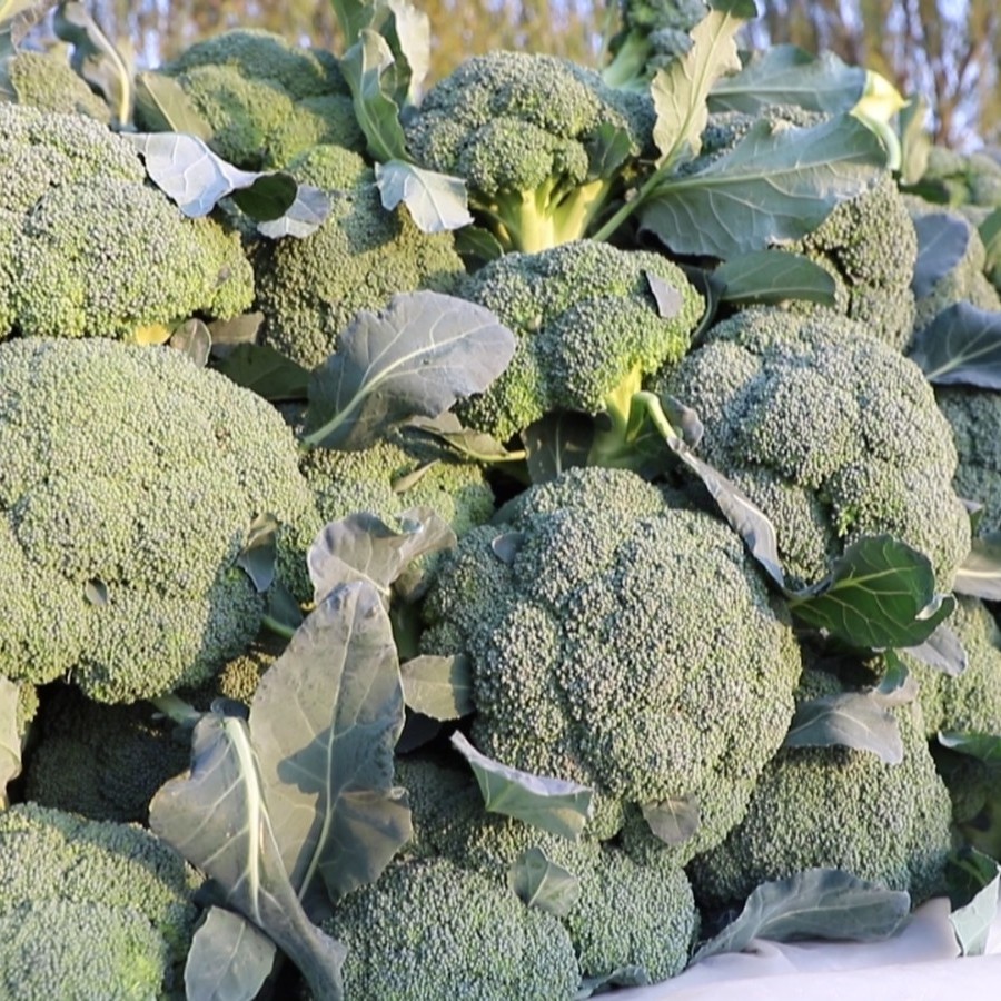 河南农家自种露天  西兰花  3斤装包邮