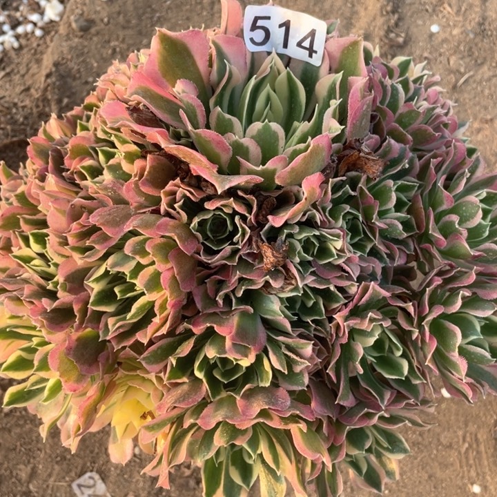 514多肉植物白凤