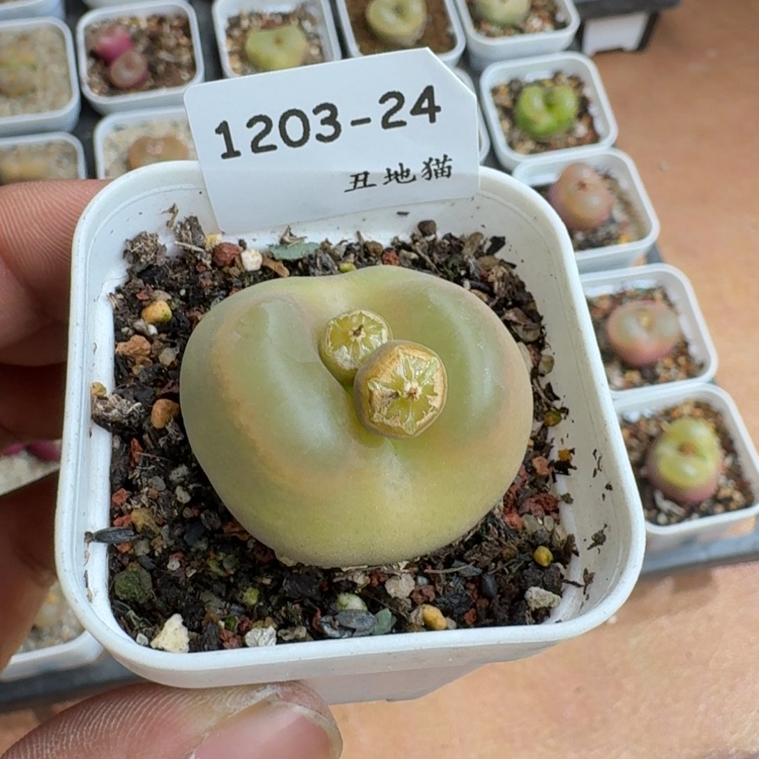 丽***莉1203.24毛毛毛肉锥