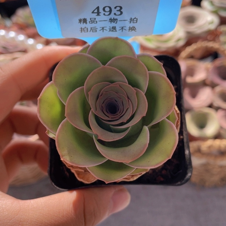 山地玫瑰493裸根发货不售后