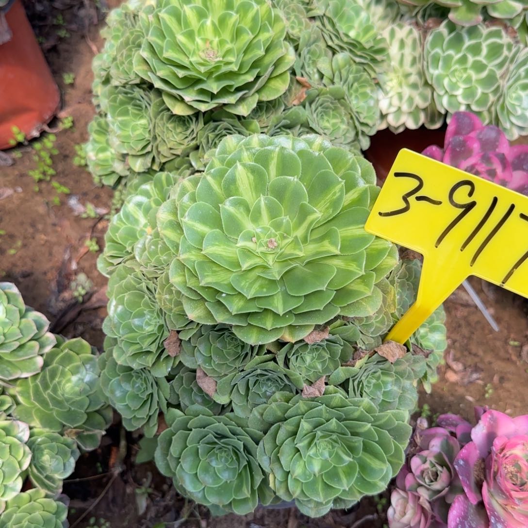 3-9117--多头多肉植物