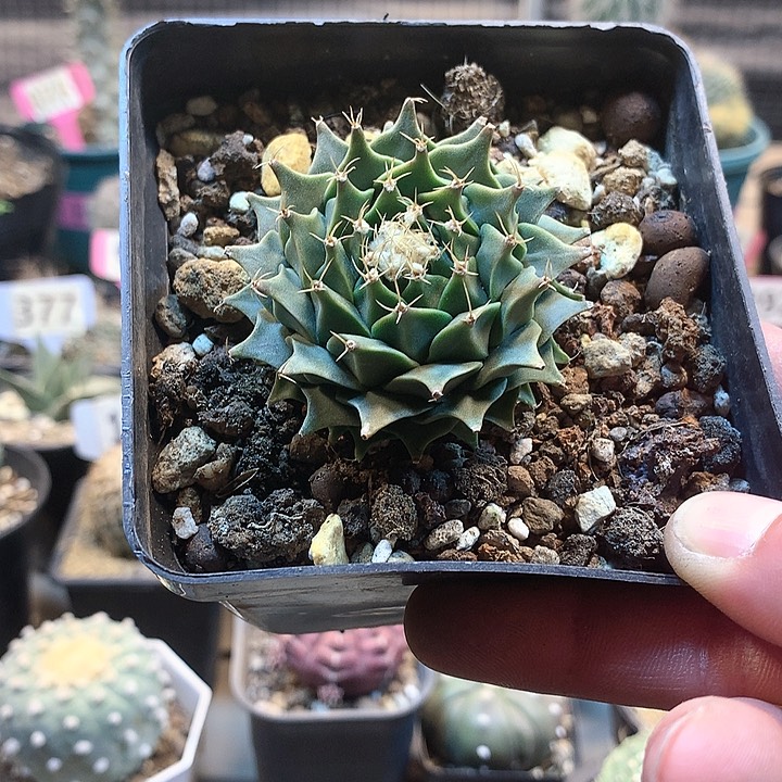 实生帝冠，，，，，，，，，，，，，，