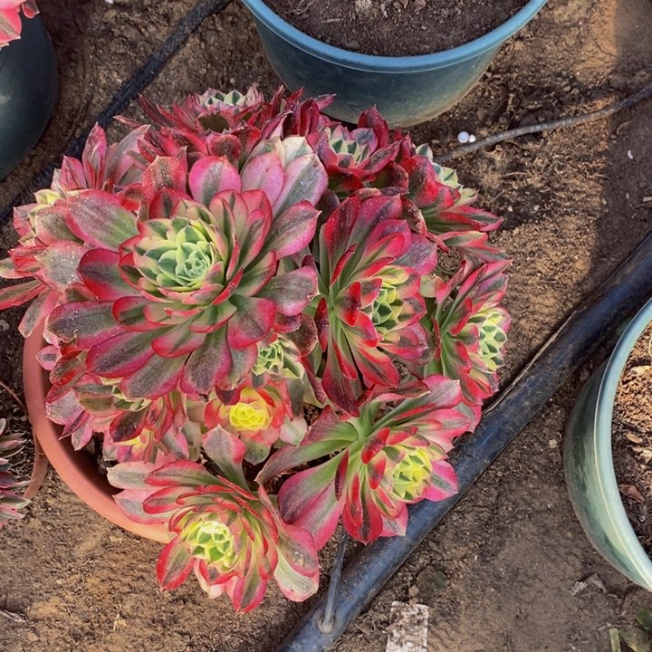 玉姿多肉多肉1颗