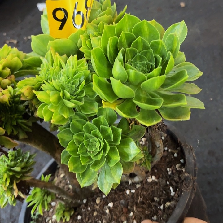 多肉植物福利968