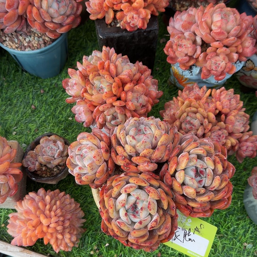 辰***熙橙梦露4头群生带盆发货