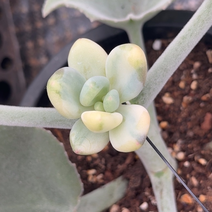 奶酪锦花脸锦 拉丝锦