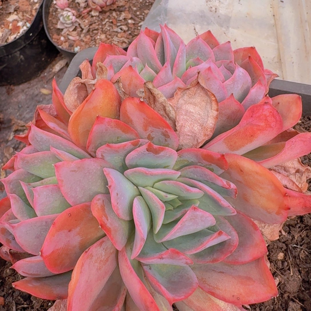 8-100绮罗凡艺多肉