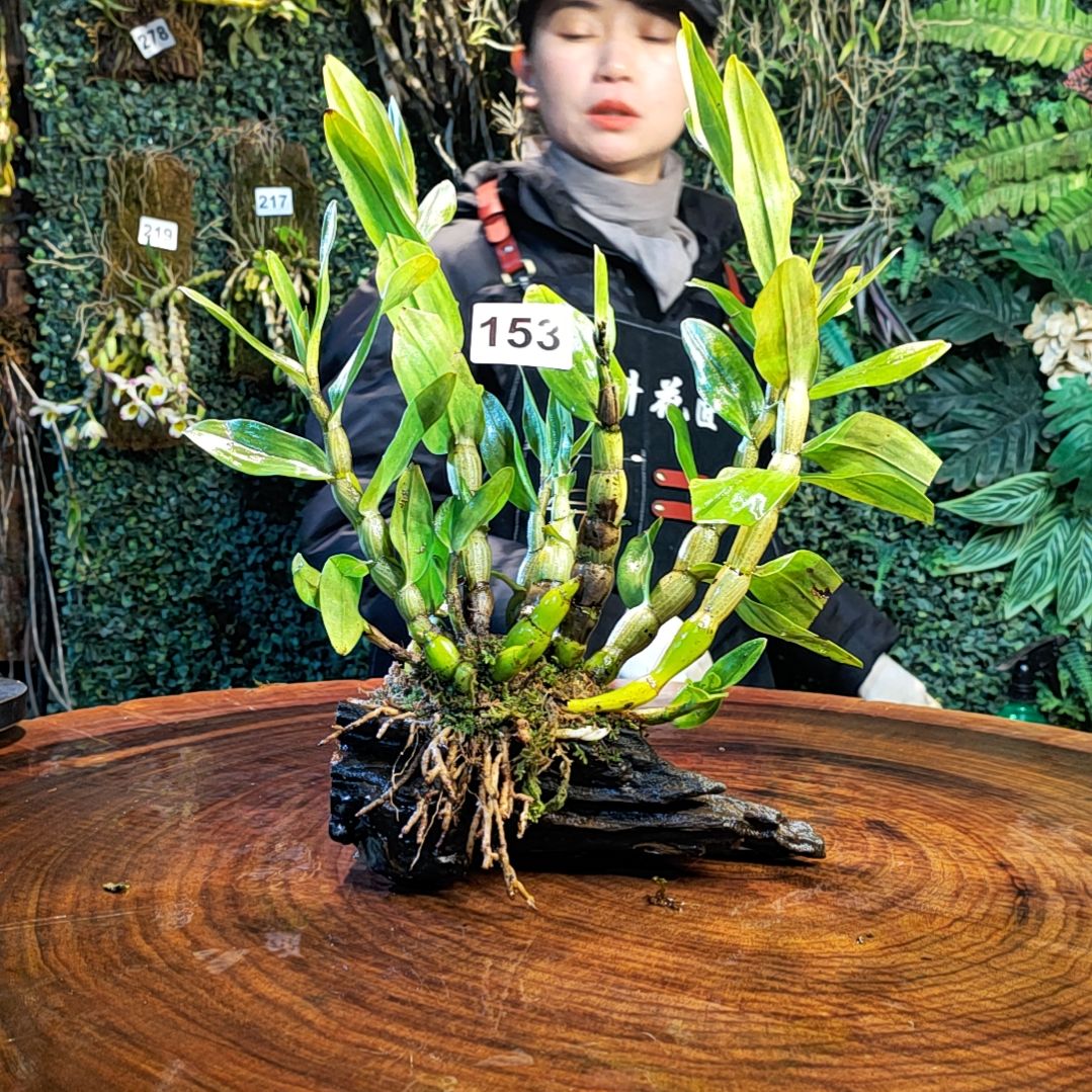 【闪购商品】153翅萼花