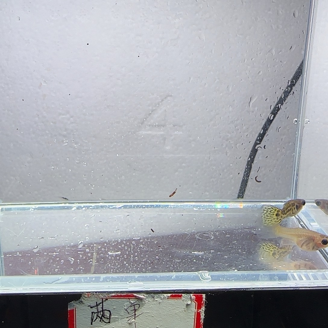 孔雀鱼野生色一对