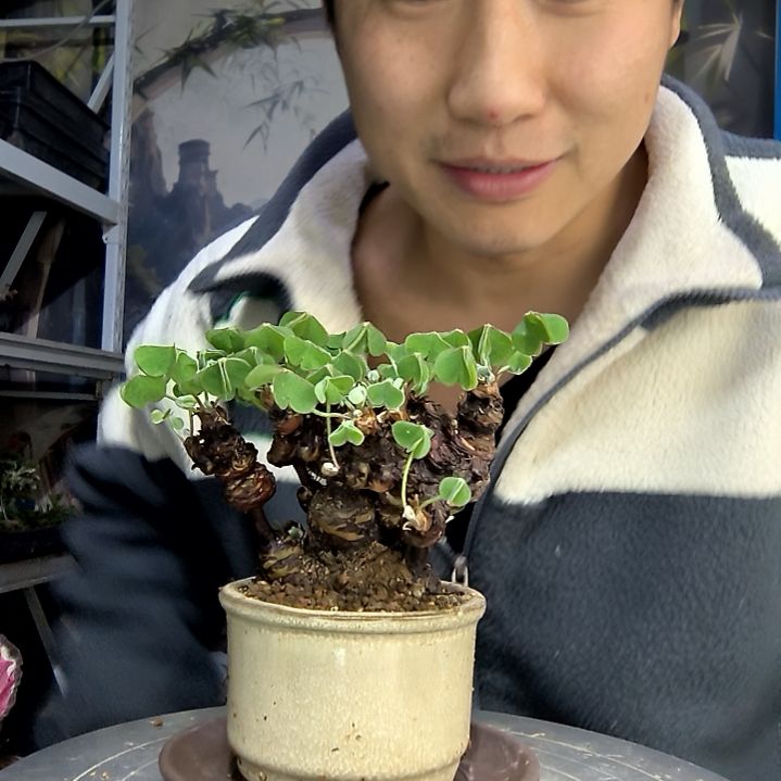 小***新中青园艺一物一拍花472