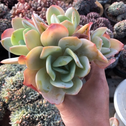 云南多肉园艺奶茶