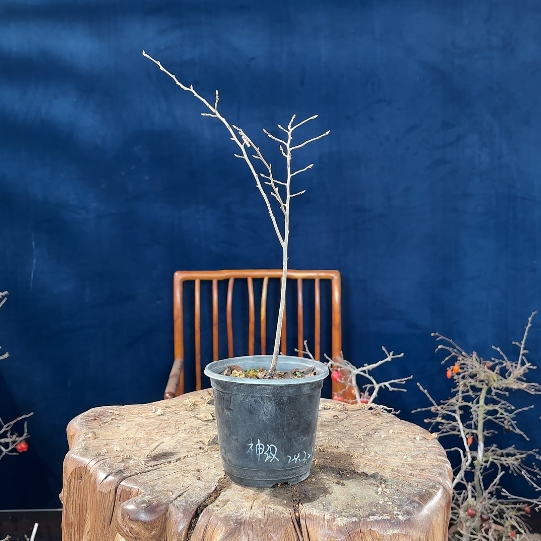 青***蟹哈哈哈哈哈哈哈哈哈哈