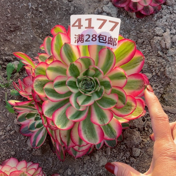 4177二号棚倾城多肉M