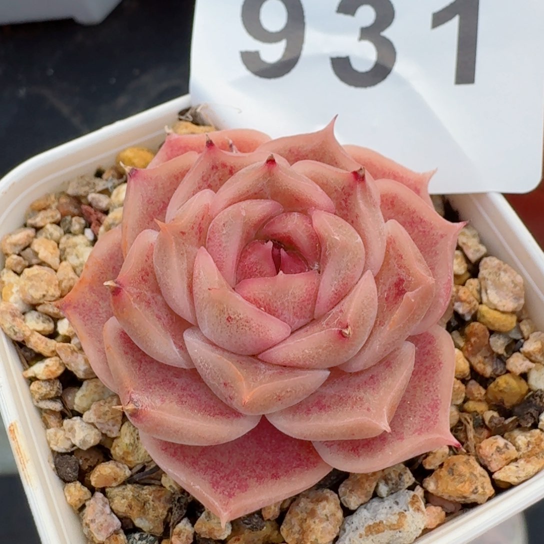 孤品         精品多肉