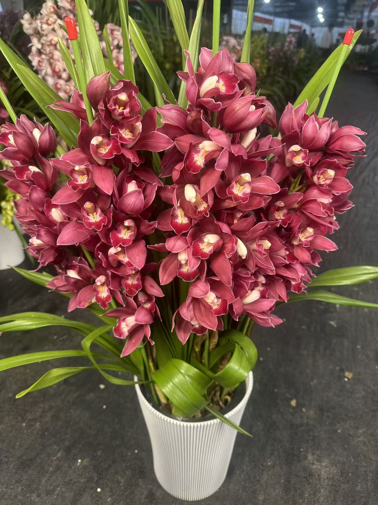 桃子专属【红将军】带花剑大花蕙兰高端名贵兰花盆栽南北方好养