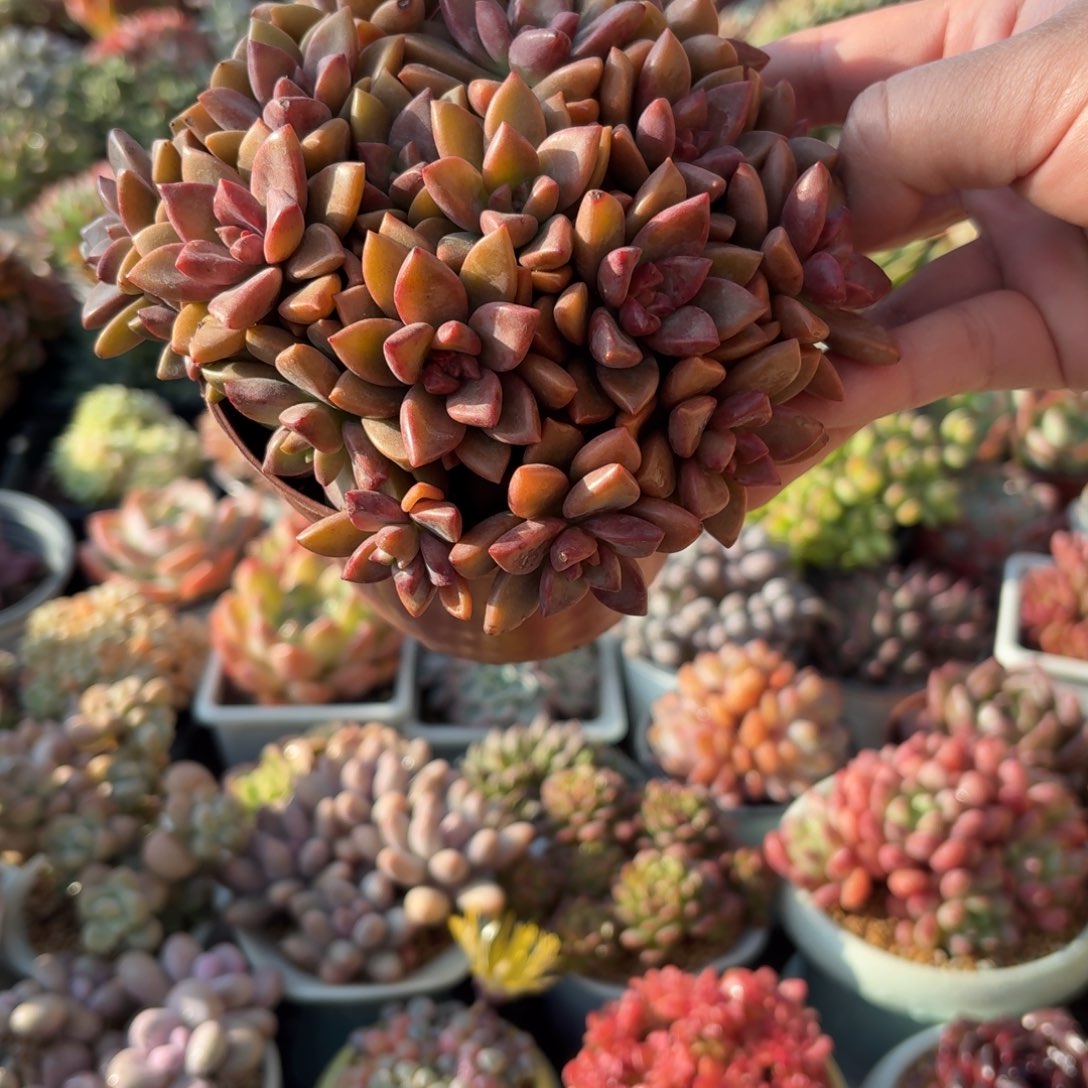 姬胧月多肉11㎝盆的