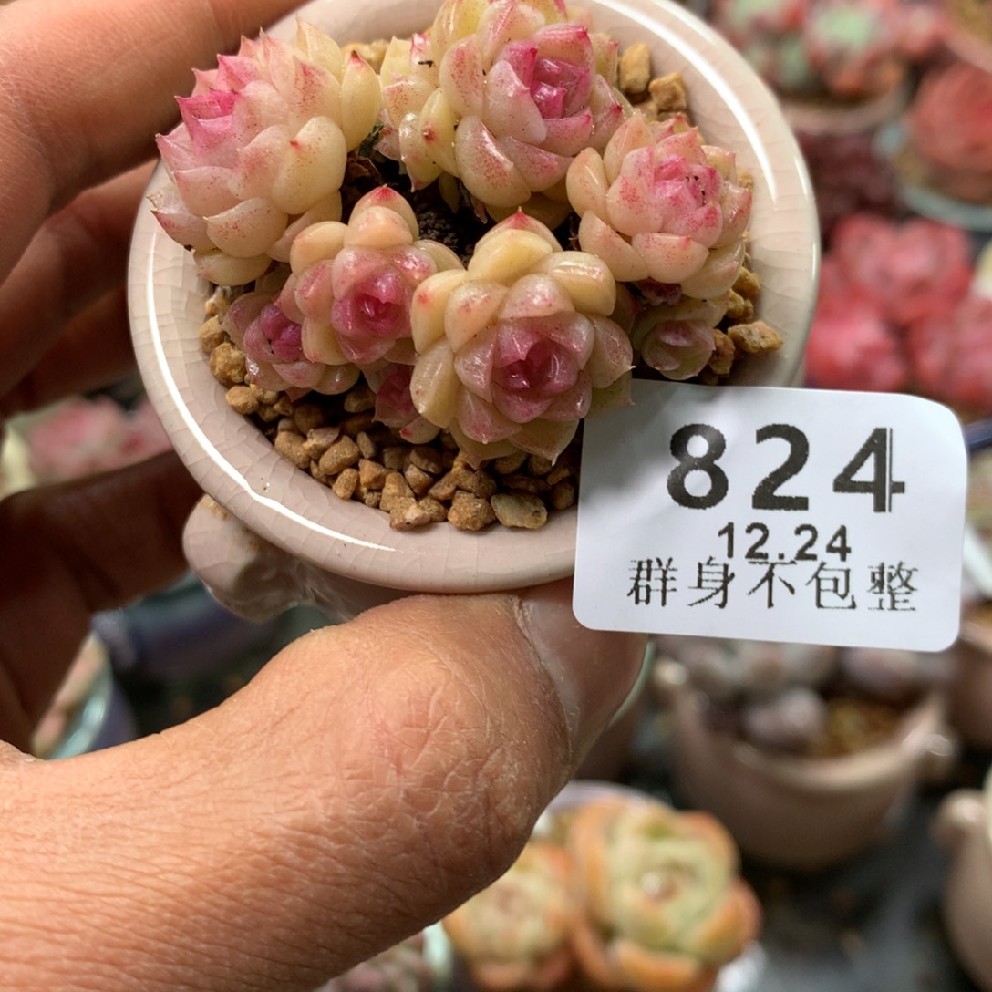 精控拇指盆12.24824
