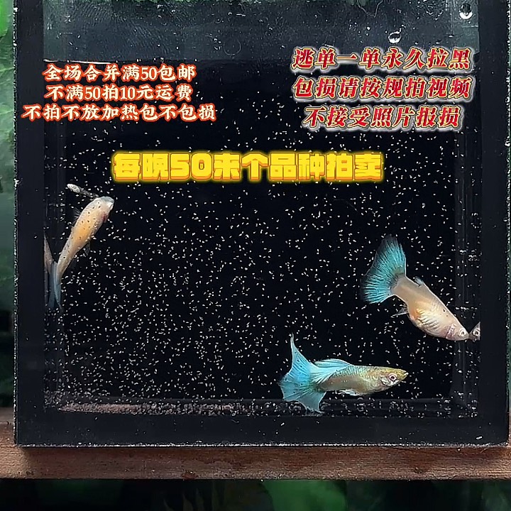 孔雀鱼半月尾蓝白