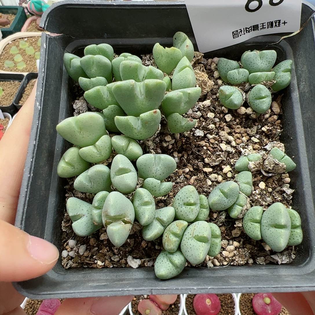 【闪购商品】89 清