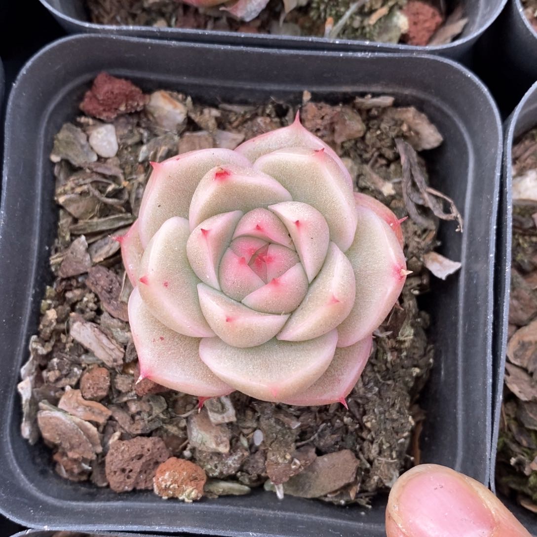 精品多肉一物一拍不包整127