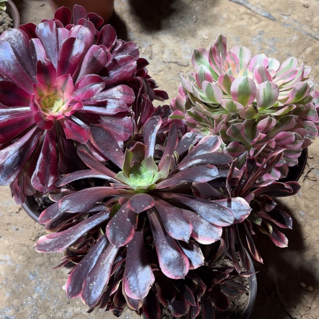 美杜莎粉女巫欧嘉莉组合19.8